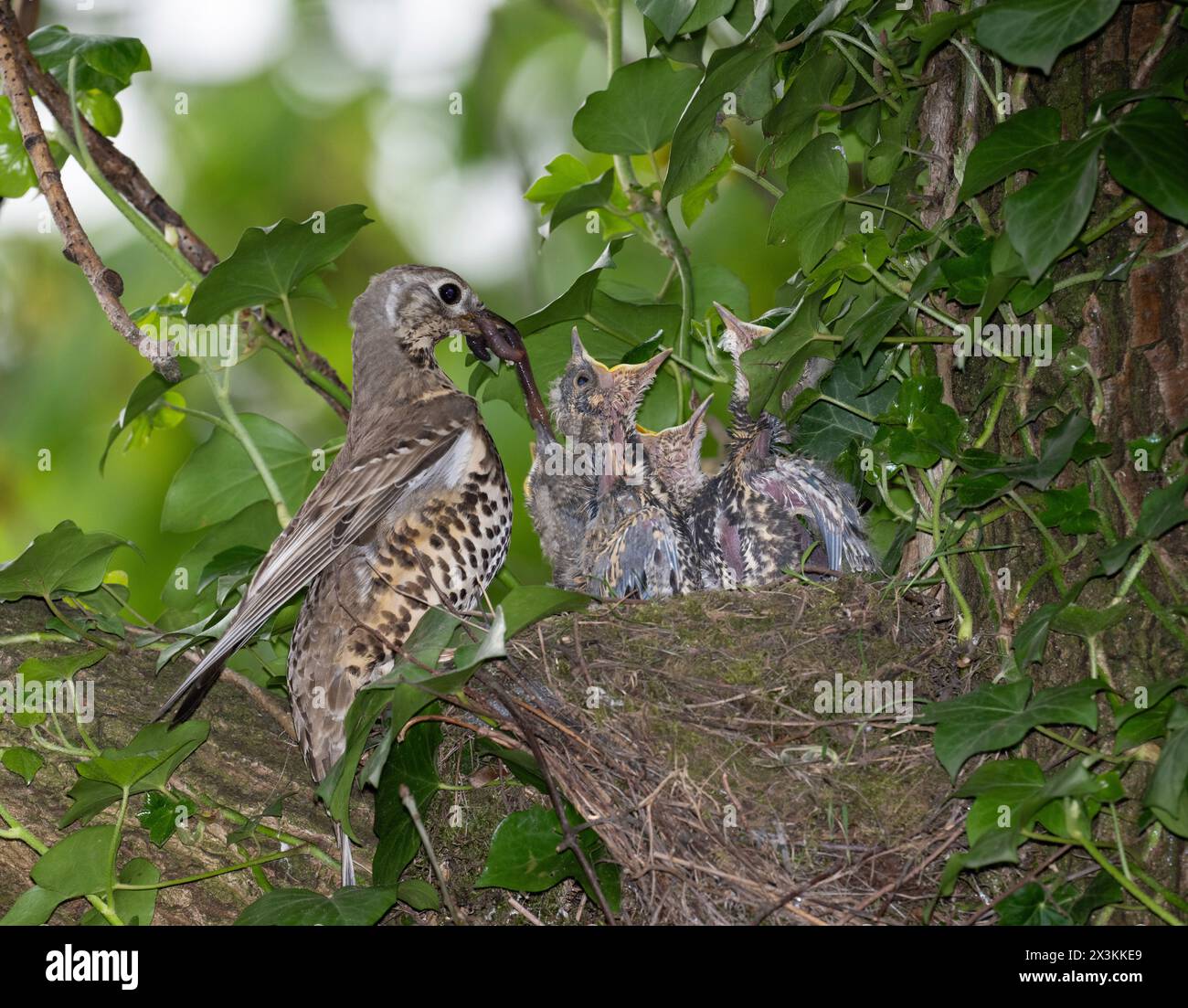 Adult Mistle Thrush, Turdus viscivorus, arroccato vicino al nido che dà da mangiare ai pulcini, Queen's Park, Londra, Regno Unito Foto Stock