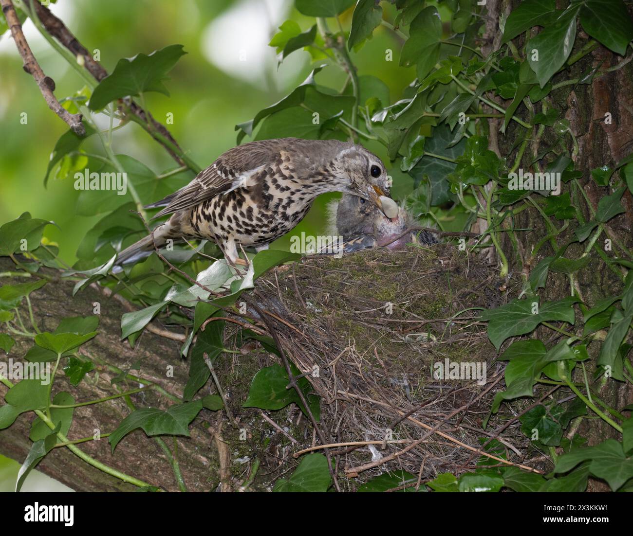 Adult Mistle Thrush, Turdus viscivorus, arroccato vicino al nido e che rimuove un sacco fecale dal pulcino, Queen's Park, Londra, Regno Unito Foto Stock