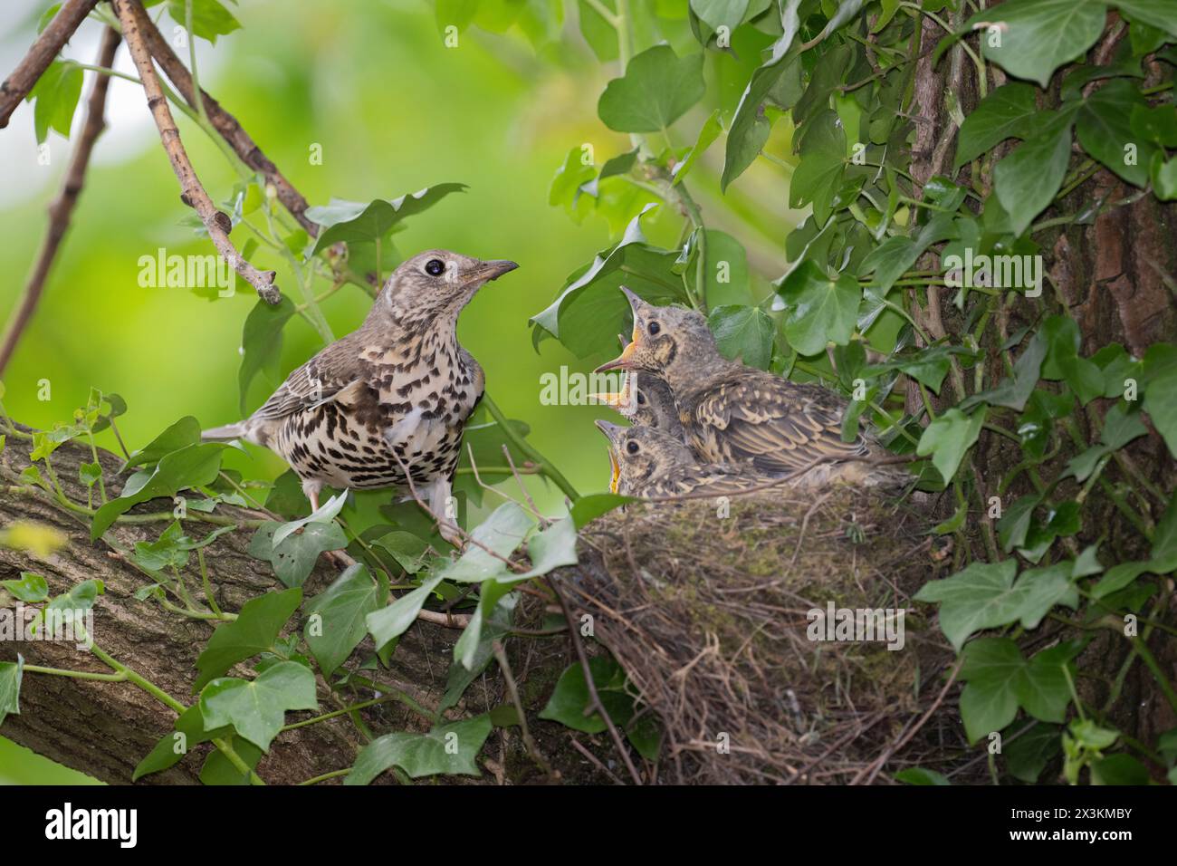 Adult Mistle Thrush, Turdus viscivorus, arroccato al nido con pulcini, Queen's Park, Londra, Regno Unito Foto Stock