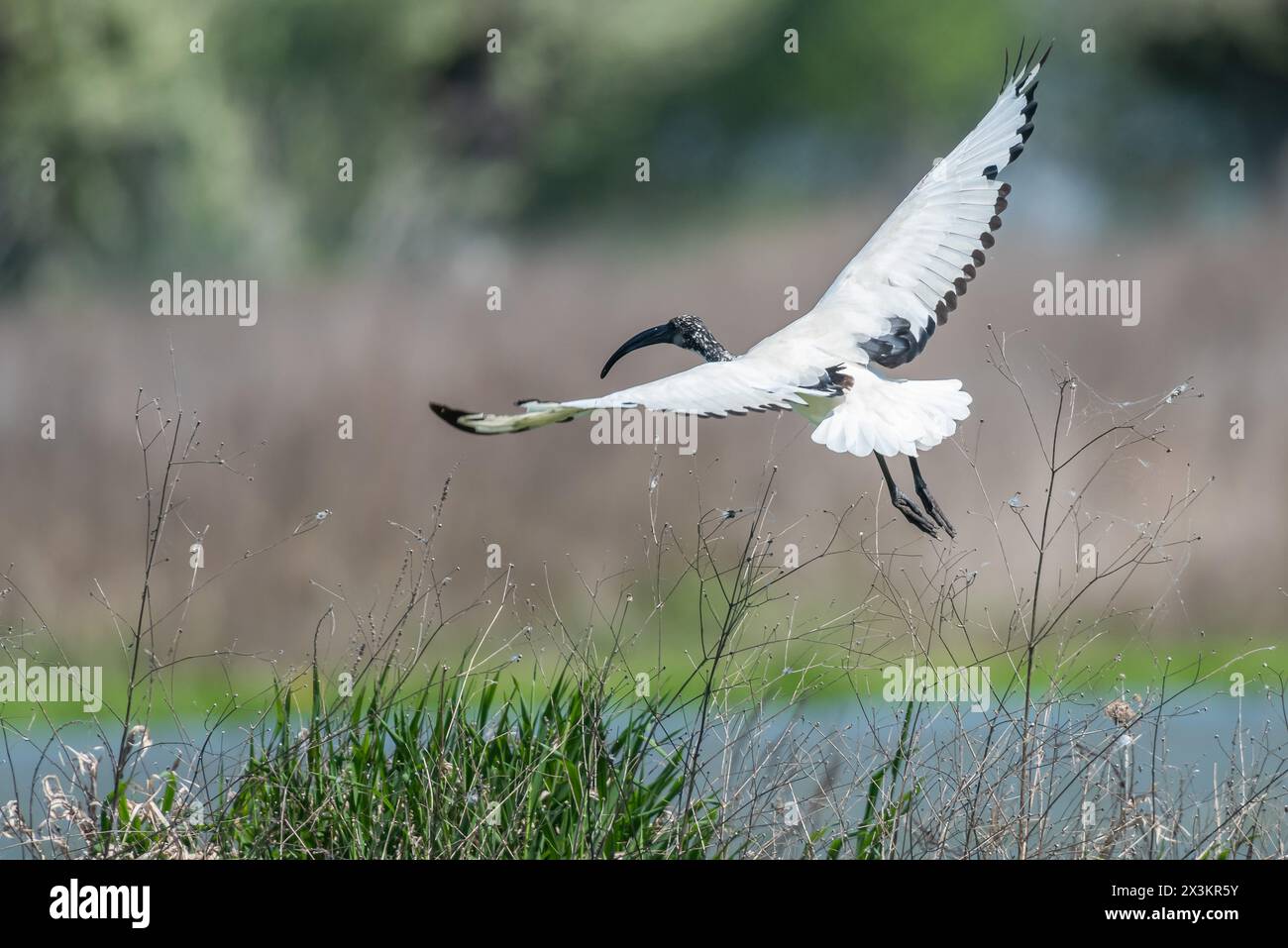 Ibis sacro africano nell'oasi di Lipu a Racconigi, Piemonte, Italia Foto Stock