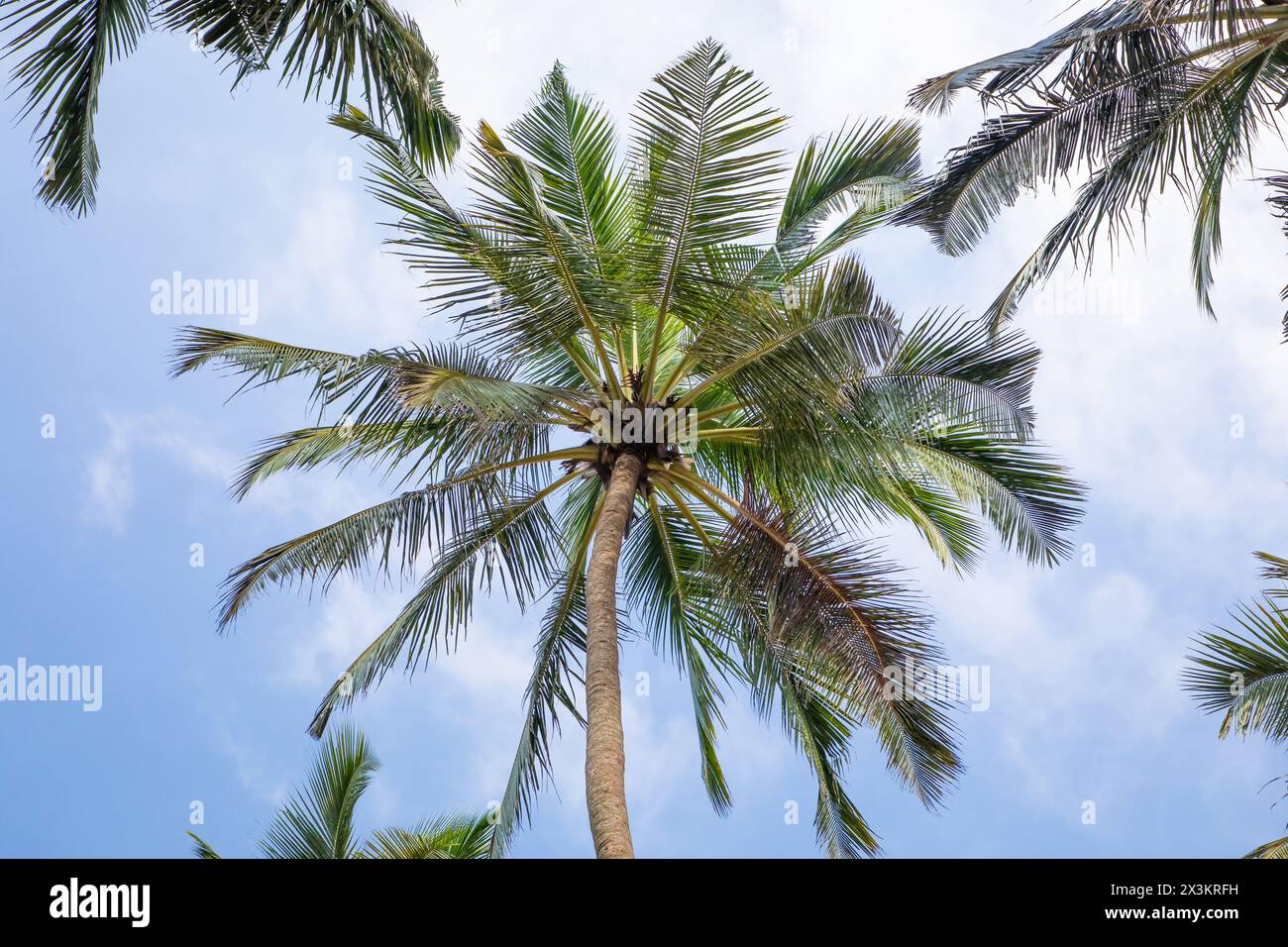 Sagome di alcune palme contro il cielo blu in un paese caldo. Foto Stock