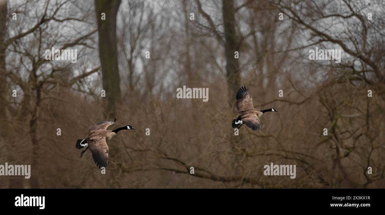 Due oche canadesi (Branta Canadensis) volano da sinistra a destra con alberi senza foglie sullo sfondo, marrone monocromatico, umore scuro Foto Stock