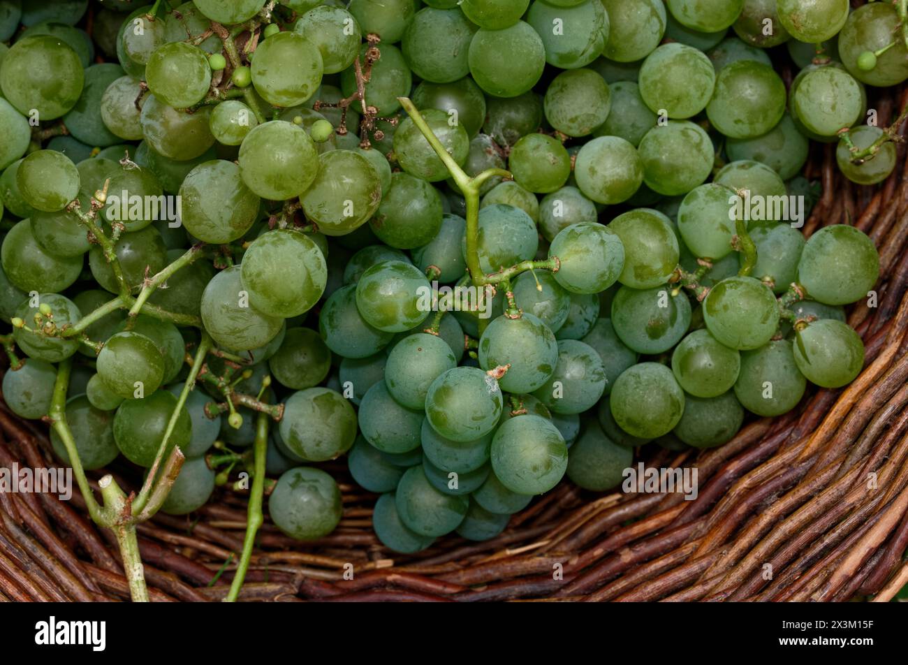 Le uve verdi sono state raccolte e messe in un cestino, uno spuntino salutare Foto Stock