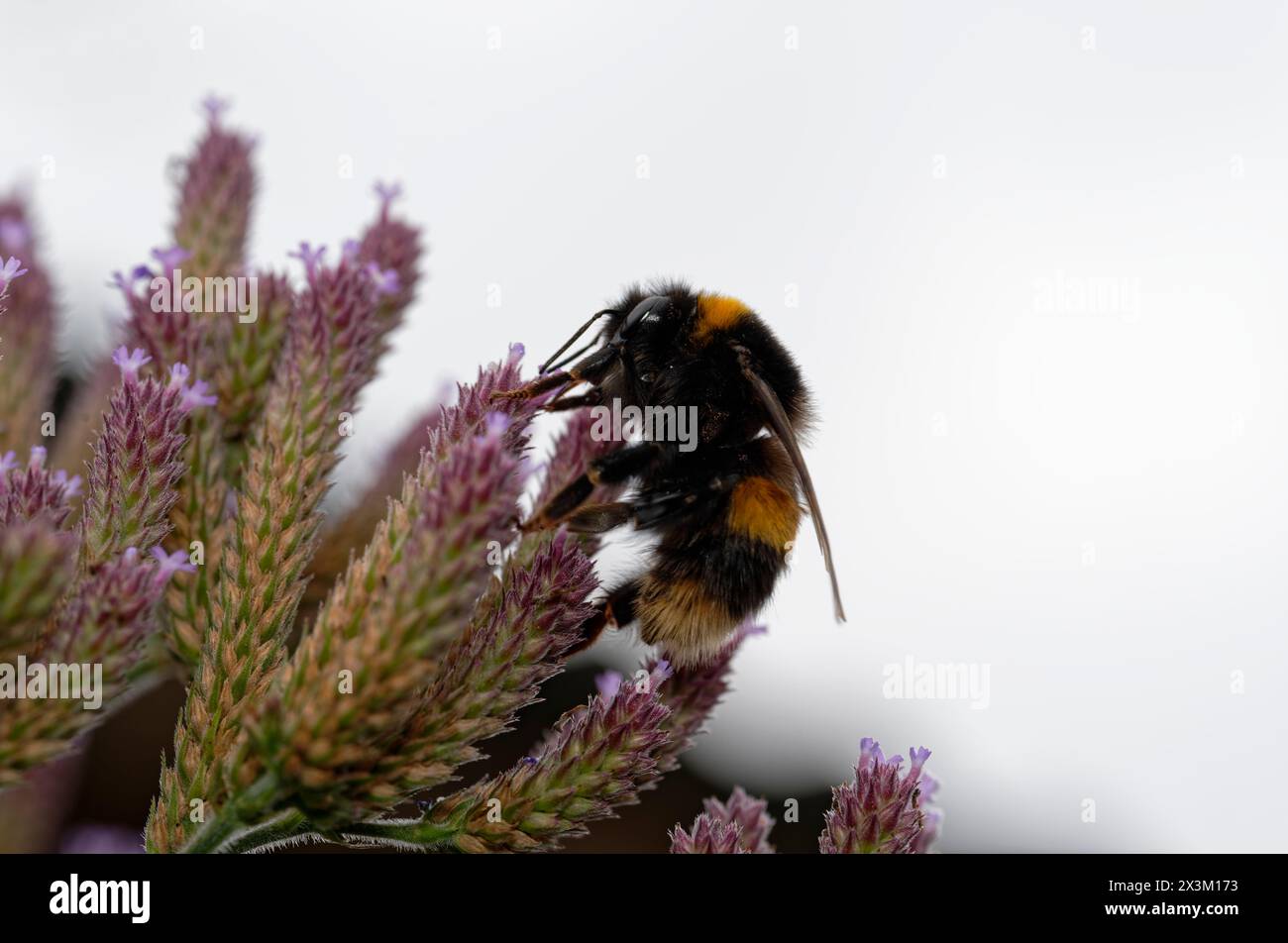 Si sta nutrendo un bombi dalla coda ciuffa Foto Stock