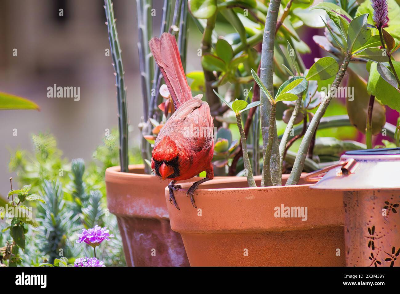 Cardinale rosso maschio che imita un uccello rosso arrabbiato. Foto Stock