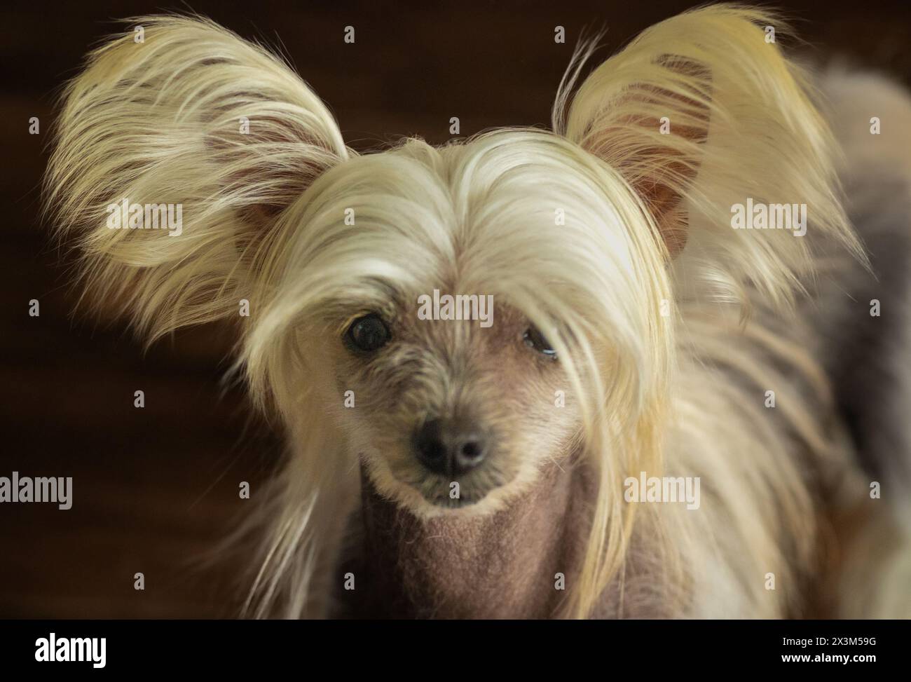 Momenti adorabili con il mio cucciolo cinese di 7 mesi, che diffonde gioia ad ogni giostrina e a ogni risveglio. Foto Stock