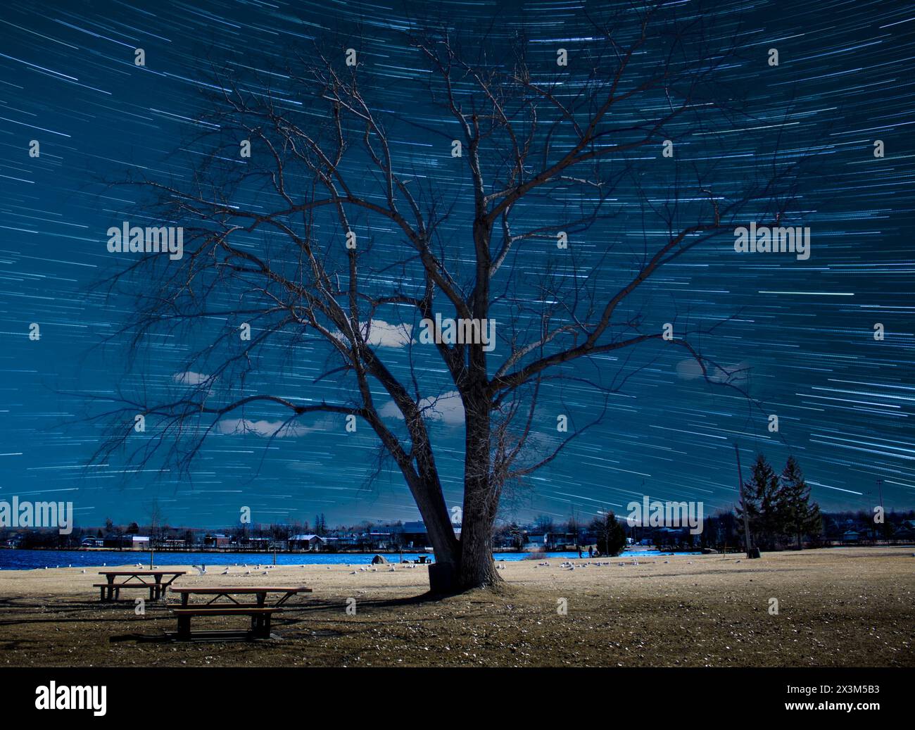 Sotto l'intramontabile baldacchino di un albero lungo il fiume, il balletto celeste di sentieri stellari si dispiega nel cielo notturno, dipingendo un quadro di serena bellezza. Foto Stock