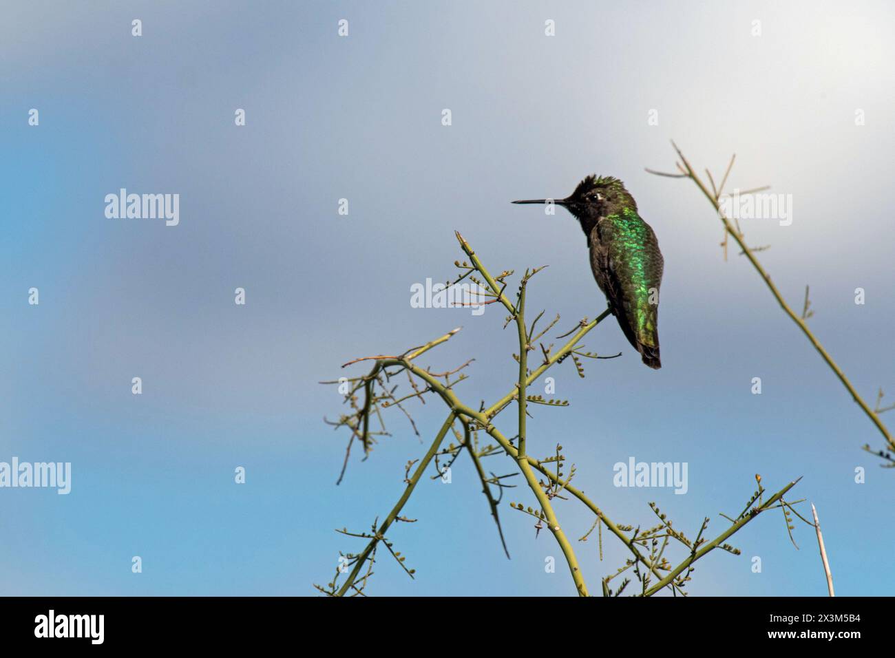 Anna (Hummingbird Calypte anna) Foto Stock