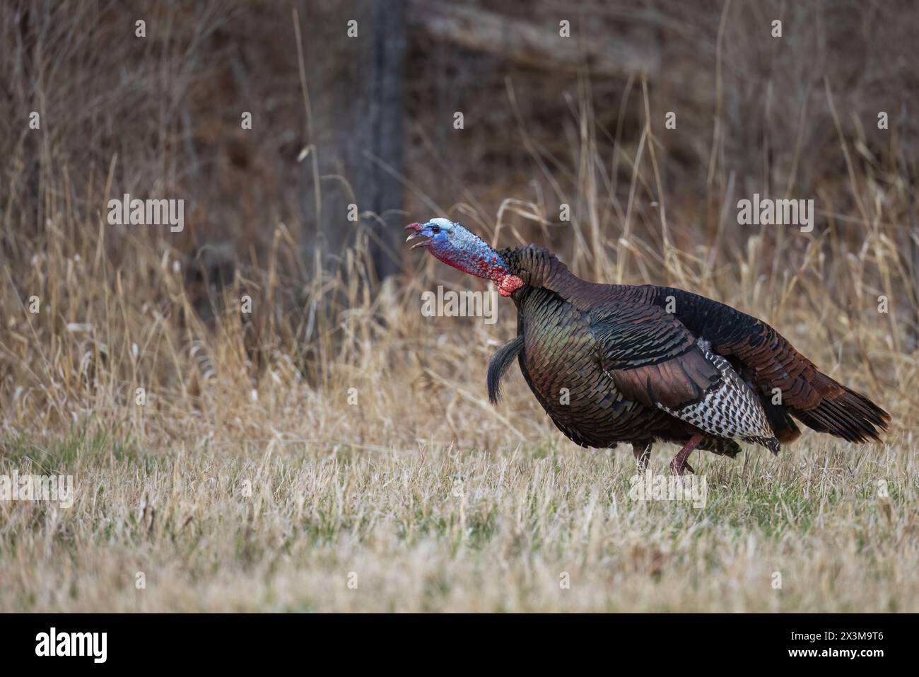 Tom turkey sgobba in una sera di aprile nel Wisconsin settentrionale. Foto Stock