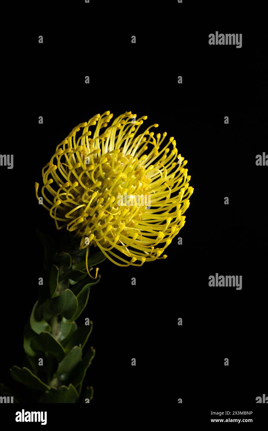Leucospermum cordifolium fiore di "Yellow Bird" (Yellow annudding Pincushion) su sfondo nero. Foto Stock