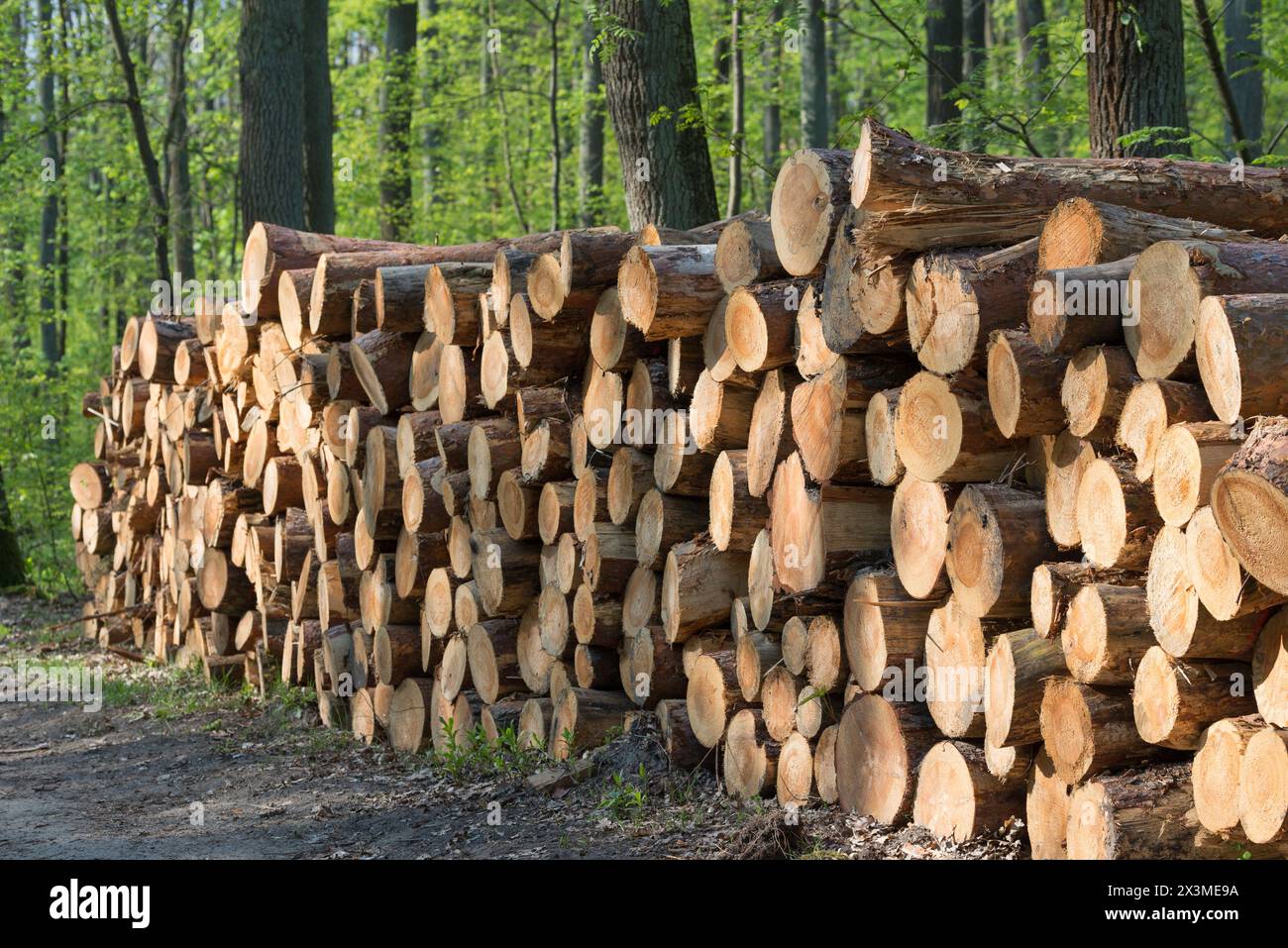 Deformazione. Tronchi di pino segati nella foresta Foto Stock