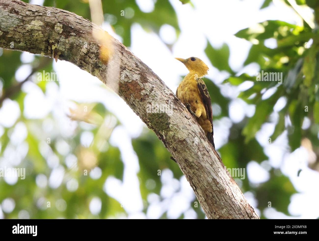 Il picchio color crema (Celeus flavus) è una specie di uccello della sottofamiglia Picinae della famiglia Picidae. Foto Stock