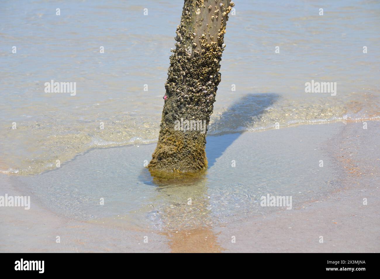 Un primo piano di un vecchio palo di legno, coperto da barnacche, caratterizzato da due barnacche di titanio, con acqua alla sua base presso la spiaggia di Ponce Inlet. Foto Stock