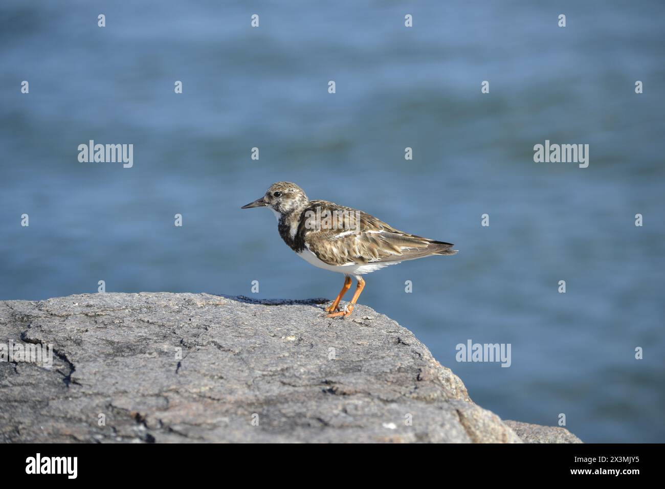 Ruddy Turnstone uccello in piedi sulla roccia del molo, un piede deformato e un'etichetta logora sull'altro con l'oceano sullo sfondo a Ponce Inlet, Florida. Foto Stock