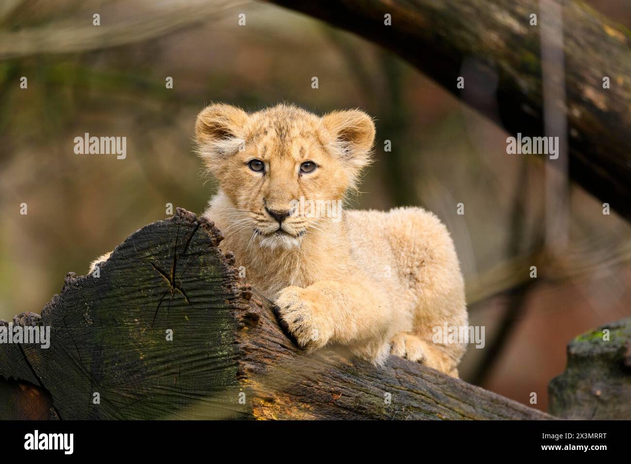 Cucciolo di leone asiatico (Panthera leo persica) disteso su un tronco di albero, in cattività, habitat in India Foto Stock