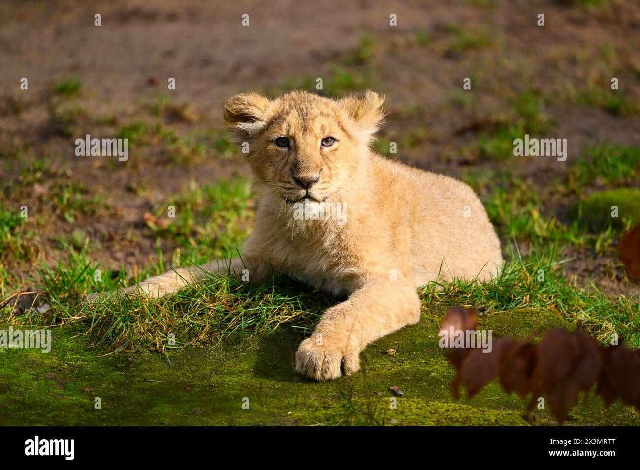 Cucciolo di leone asiatico (Panthera leo persica) giacente nell'erba verde, in cattività, habitat in India Foto Stock