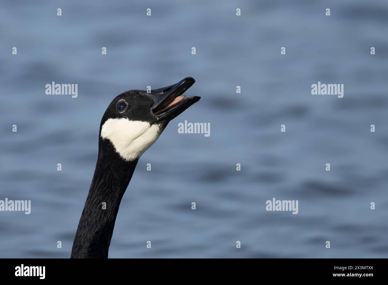 Canada Goose (Branta canadensis) uccello adulto che chiama su un lago, Inghilterra, Regno Unito Foto Stock