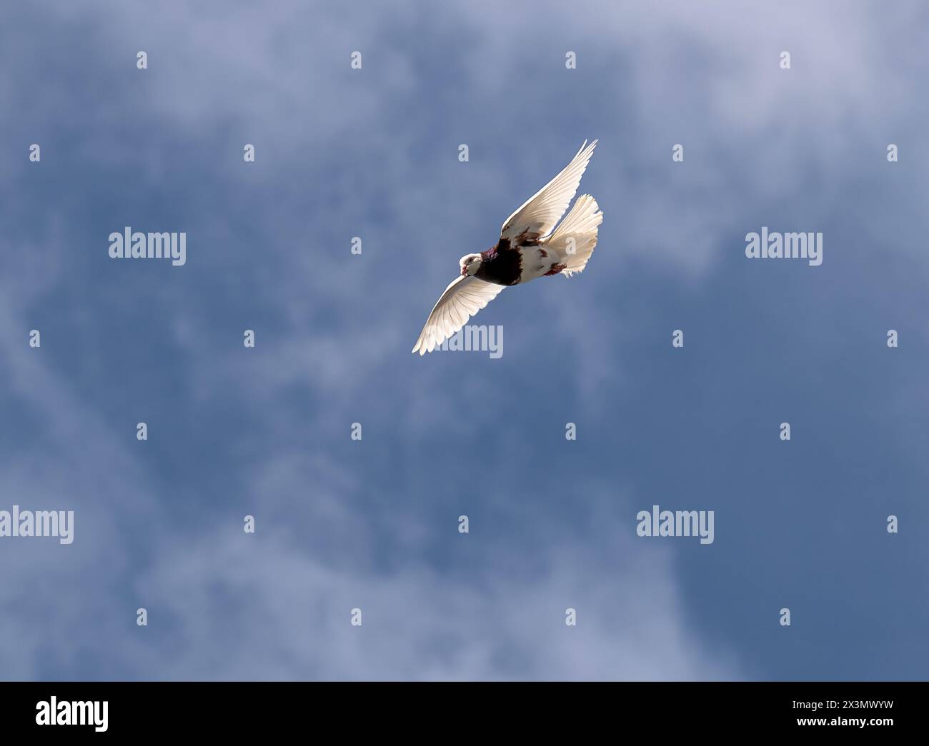 colomba voluminosa che scende dal cielo Foto Stock