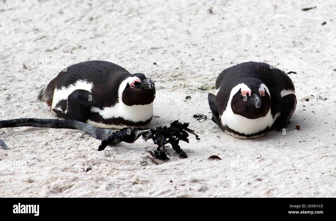 Jackass o pinguino nero (Spheniscus demersus) godendo la luce del sole sulla spiaggia di Boulders a Città del Capo : (pix Sanjiv Shukla) Foto Stock