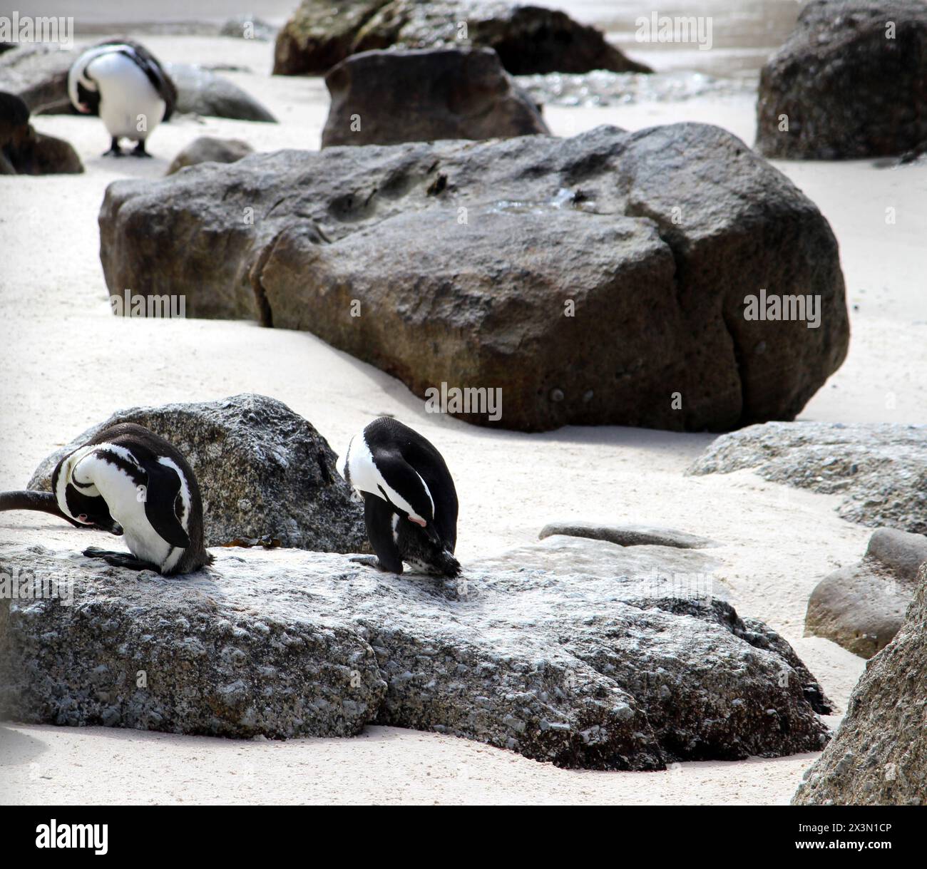 Jackass o pinguino nero (Spheniscus demersus) godendo la luce del sole sulla spiaggia di Boulders a Città del Capo : (pix Sanjiv Shukla) Foto Stock