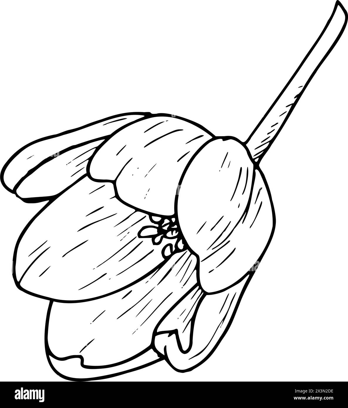 Illustrazione vettoriale del fiore di tulipano. Disegno grafico con profilo nero della lampadina a testa aperta. Biglietto d'auguri per fiori botanici. Linea di inchiostro contorno silhouette contorno Illustrazione Vettoriale