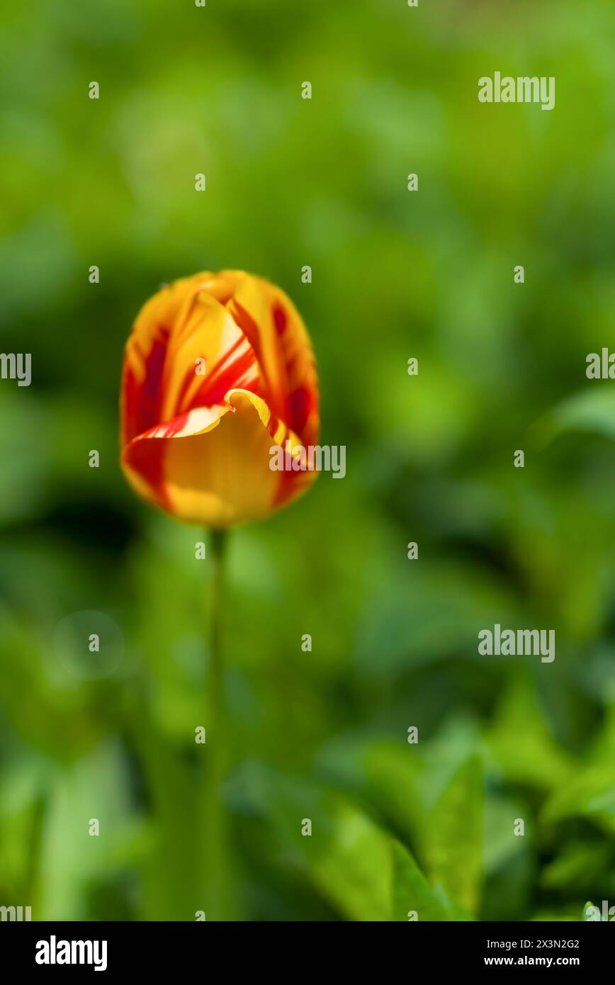Un tulipano rosso giallo su sfondo sfocato verde, profondità di campo bassa Foto Stock
