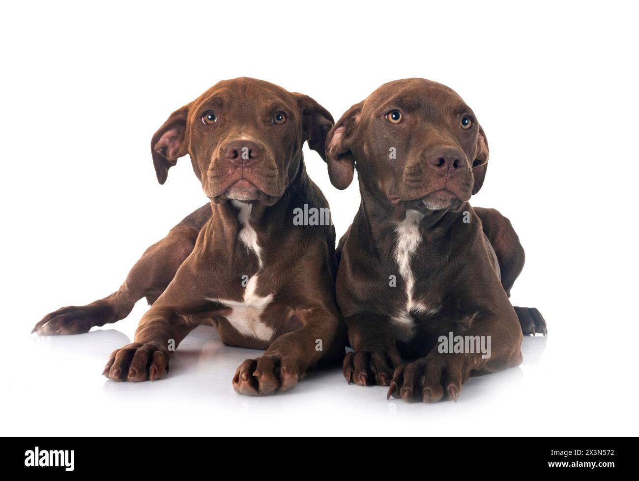 american pitbull terrier in posa davanti a sfondo bianco Foto Stock