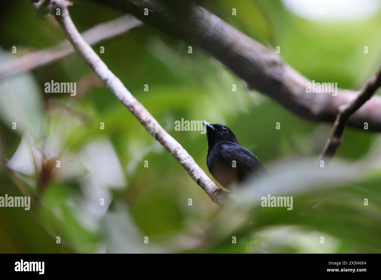Il manakin nero (Xenopipo atronitens) è una specie di uccello della famiglia Pipridae. Questa foto è stata scattata in Colombia. Foto Stock