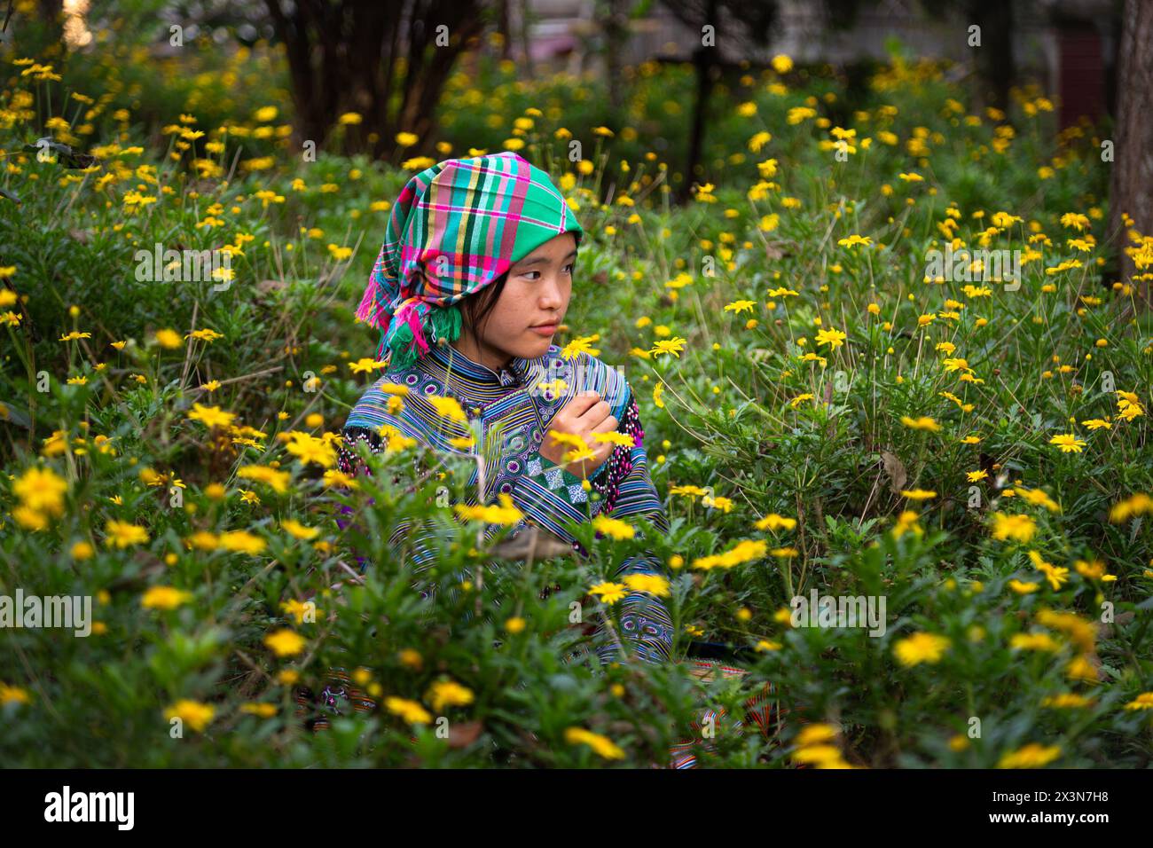 Fiore Hmong donna che raccoglie fiori nel terreno del Palazzo dei Re Hmong (Vau Meo) a Bac ha, provincia di Lao Cai, Vietnam Foto Stock