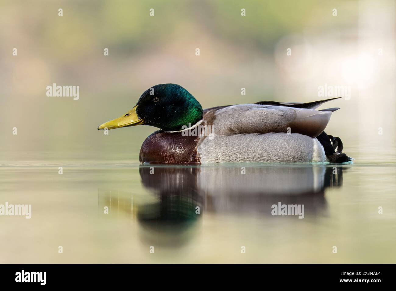 Mallard, Anus platyrhynchos, male, Lago di Cavazzo, Italia nord-orientale Foto Stock