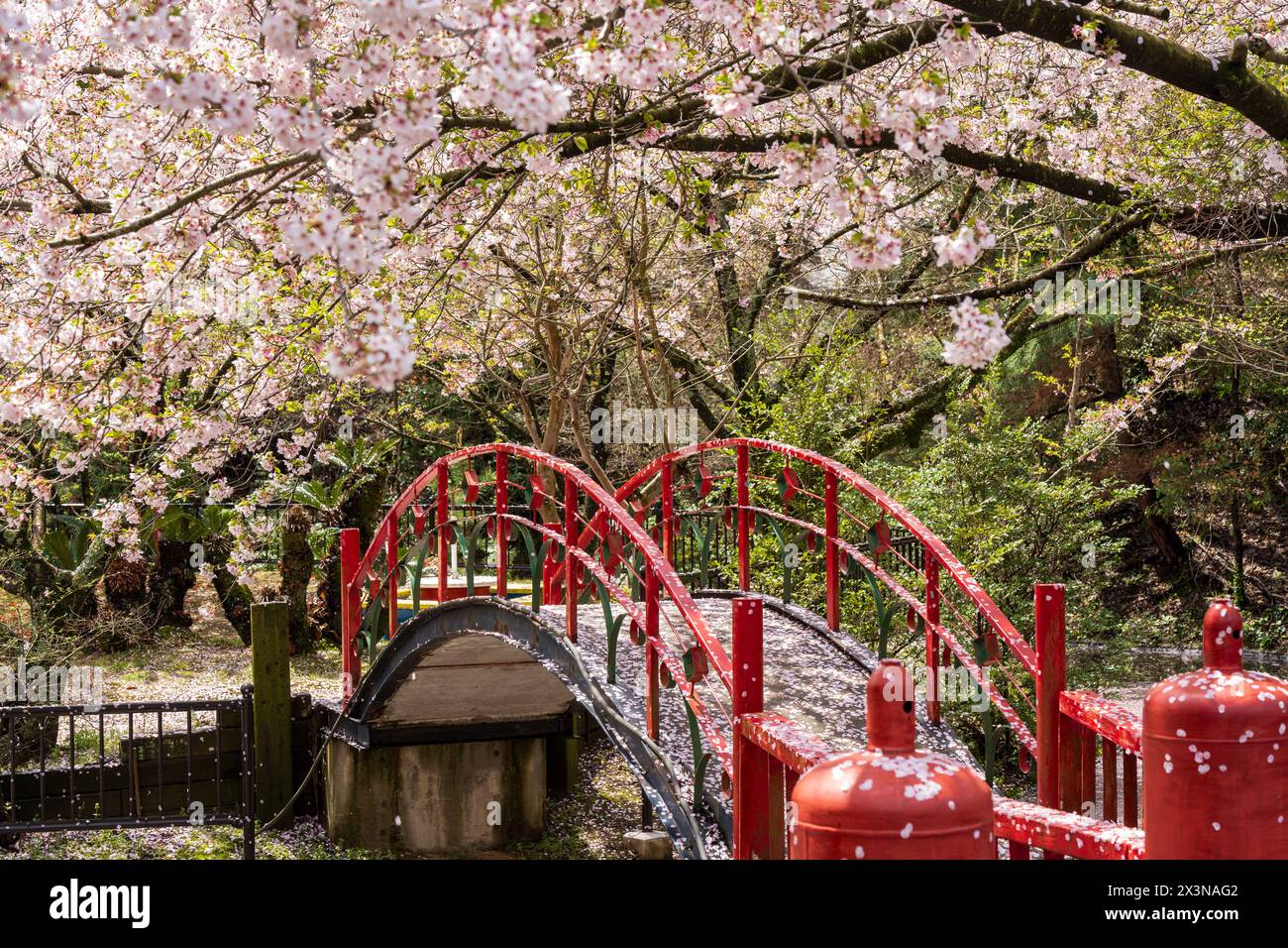 Parco giochi di Asahiyama Shinrin Park ( Mt. Parco forestale di Asahi ). I ciliegi fioriscono in piena fioritura sull'isola di Shikoku. Mitoyo, Kagawa, Giappone. Foto Stock