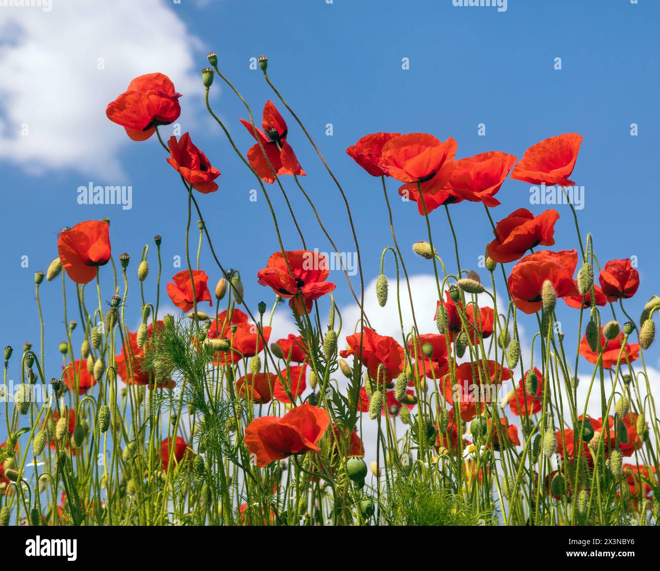 Campo di papaveri rossi o papavero comune, papavero di mais, rosa di mais, papavero da campo, papavero delle fiandre, in latino Papaver Rhoaes Foto Stock