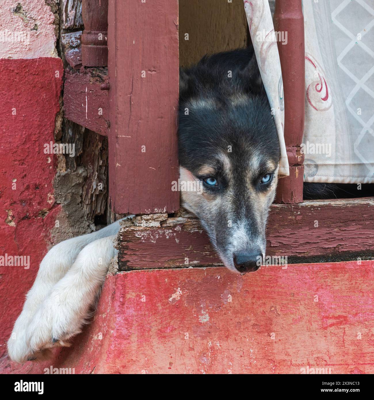 Cane con incredibili occhi blu che posa con la testa che sfreccia attraverso le ringhiere di legno di fronte alle finestre di una casa nella città vecchia, Trinidad, Cuba Foto Stock