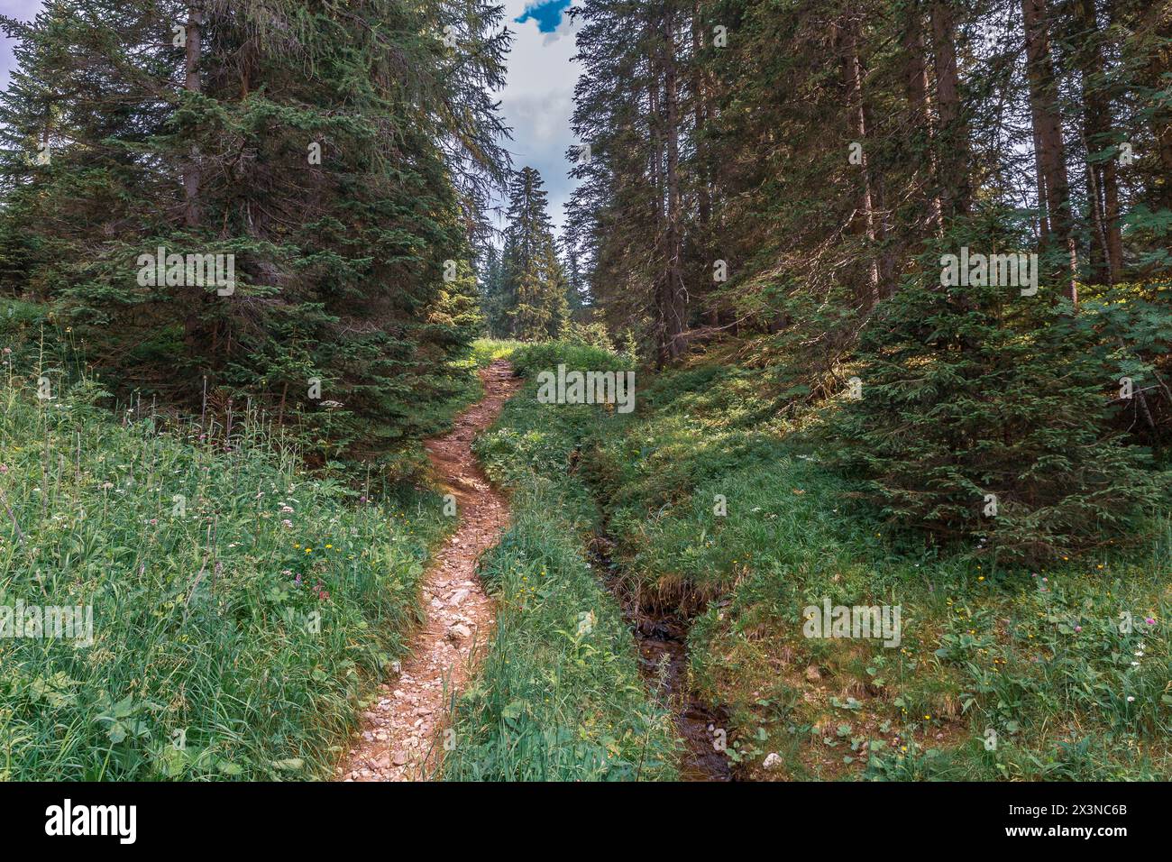 Paesaggi, boschi, stradine delle Alpi dolomitiche Foto Stock