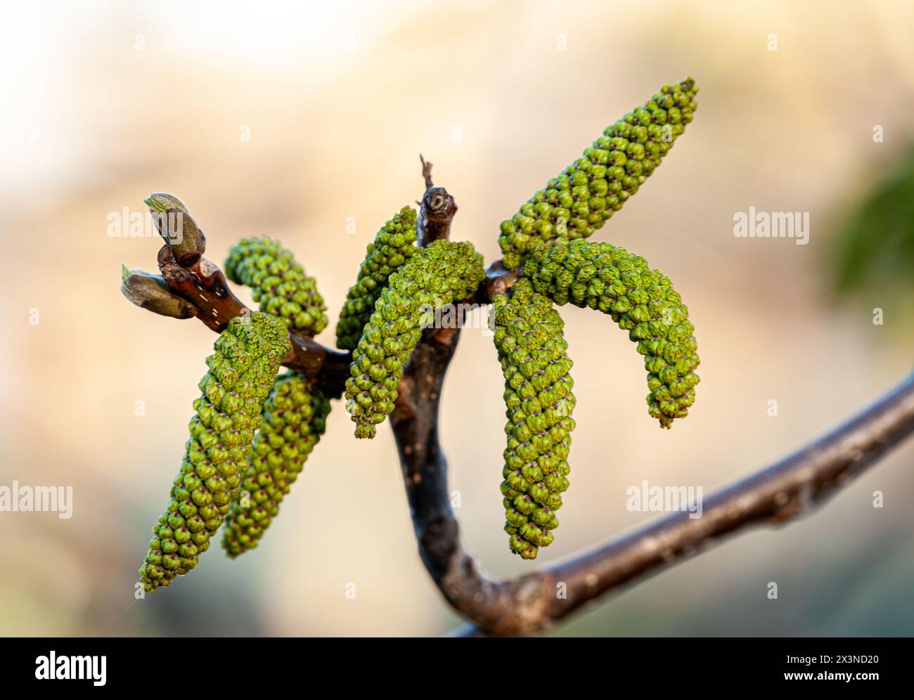 Fiori di noce. Noce Juglans regia Catkins Fiori su un albero primo piano macro dettaglio fiorente foglie verdi primaverili di piante contro il cielo nel Foto Stock