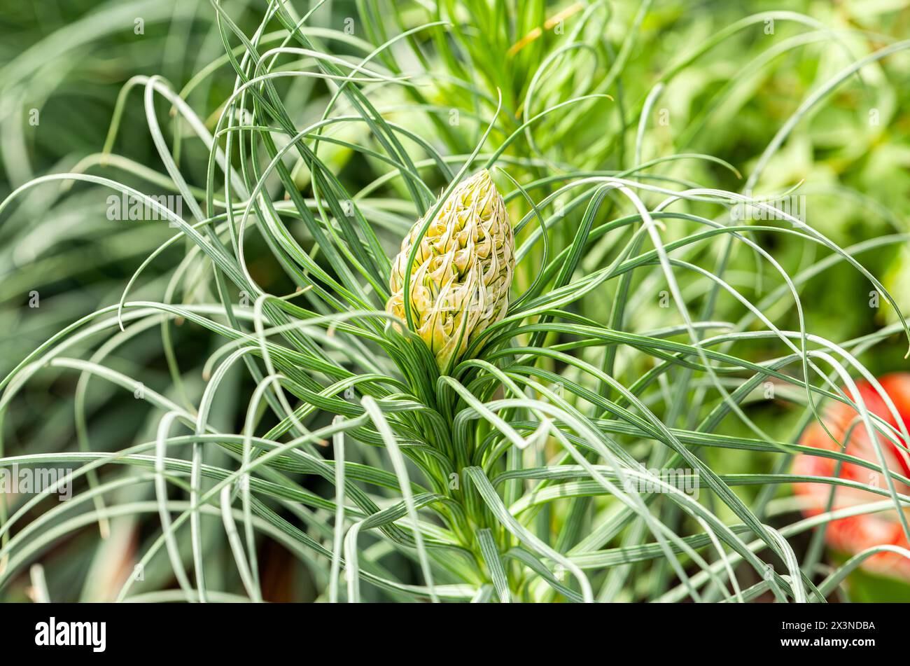 Asphodel giallo e lampadina verde Foto Stock