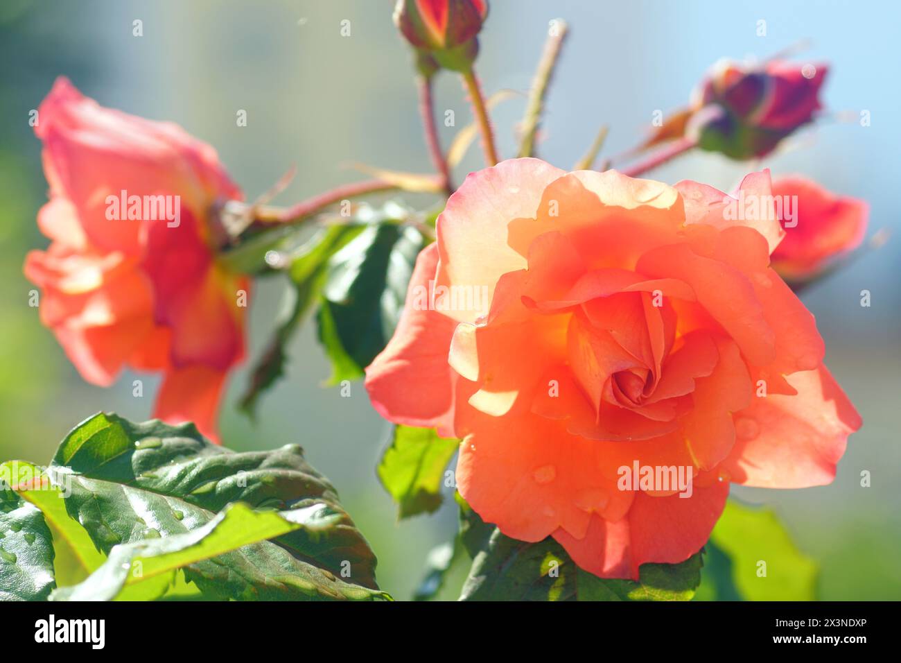 Primavera nel giardino mediterraneo: Fiori di rosa in fiore con petali d'arancio Foto Stock
