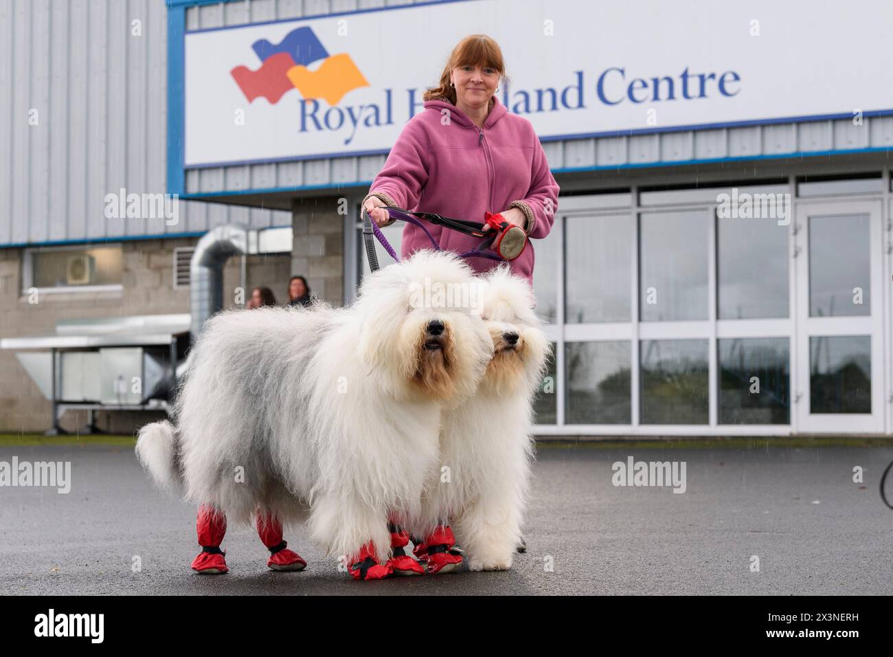 Cani e conduttori alla mostra canina del Scottish Kennel Club, Royal Highland Centre, Ingliston, Edimburgo, Scozia, Regno Unito Foto Stock