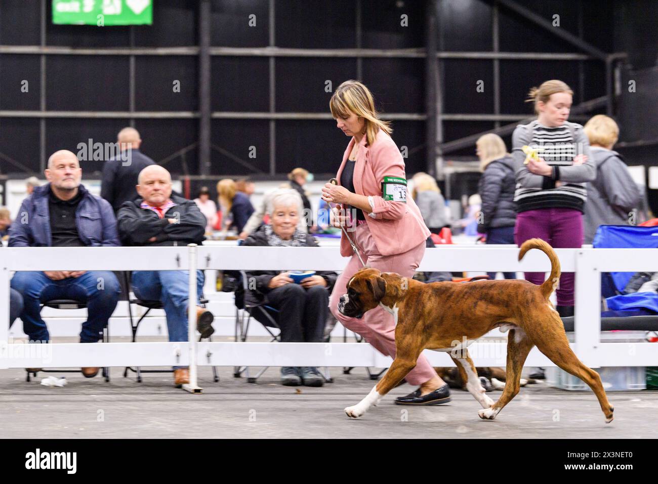 Cani e conduttori alla mostra canina del Scottish Kennel Club, Royal Highland Centre, Ingliston, Edimburgo, Scozia, Regno Unito Foto Stock