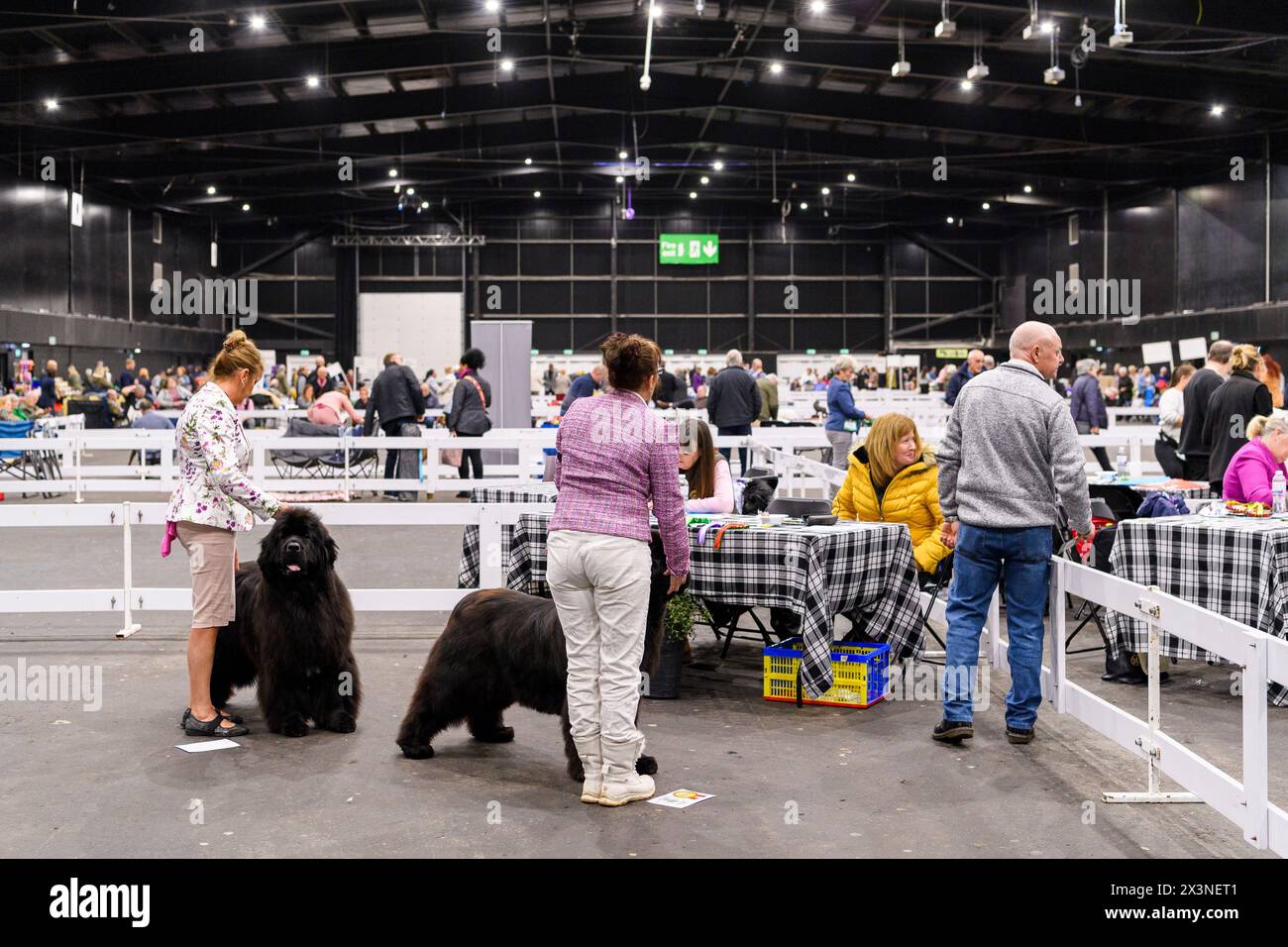 Cani e conduttori alla mostra canina del Scottish Kennel Club, Royal Highland Centre, Ingliston, Edimburgo, Scozia, Regno Unito Foto Stock