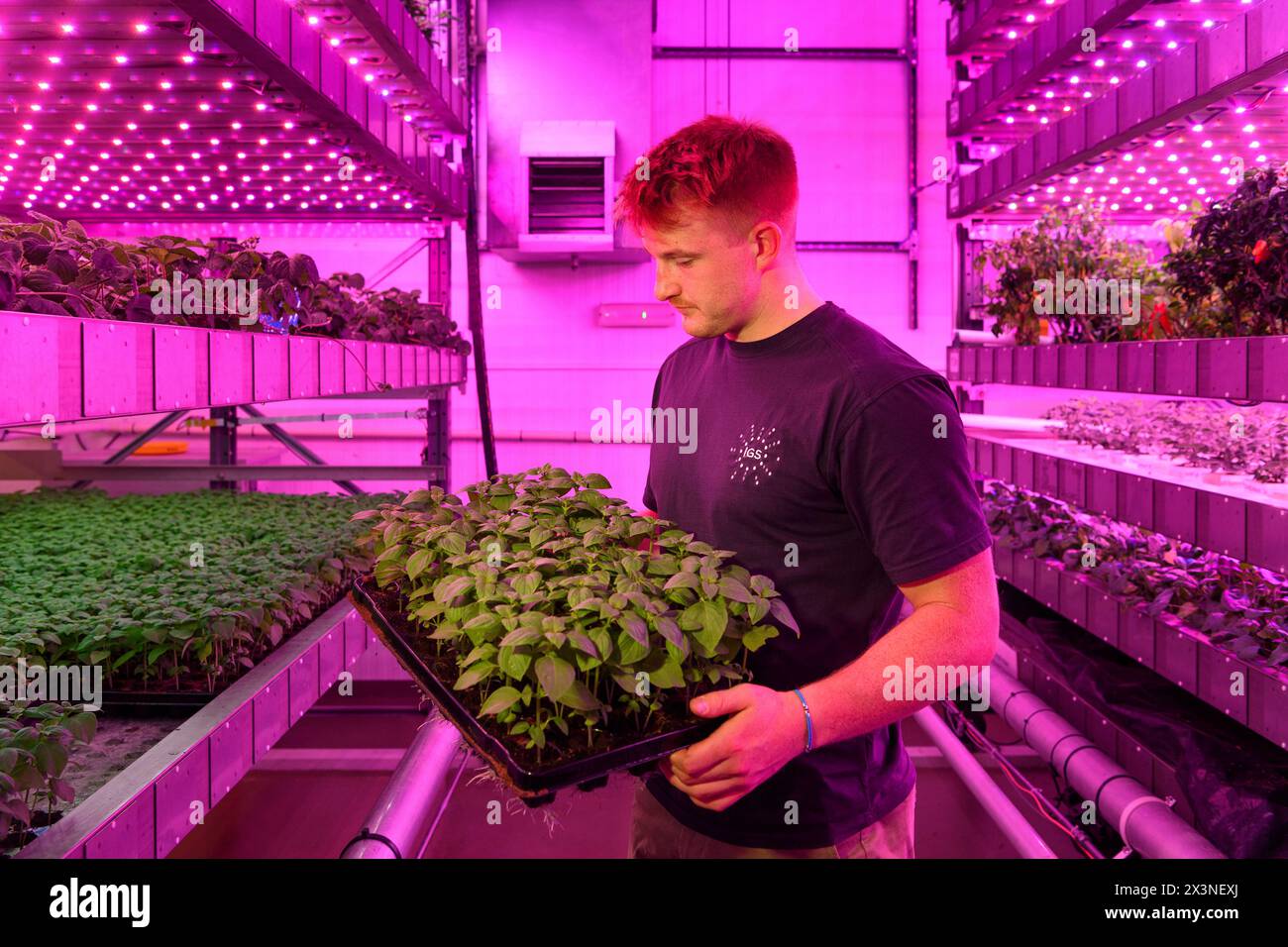 James Hutton Institute Vertical indoor farm Hydroponic groth Room Inteligent groth Solutions Food Foto Stock