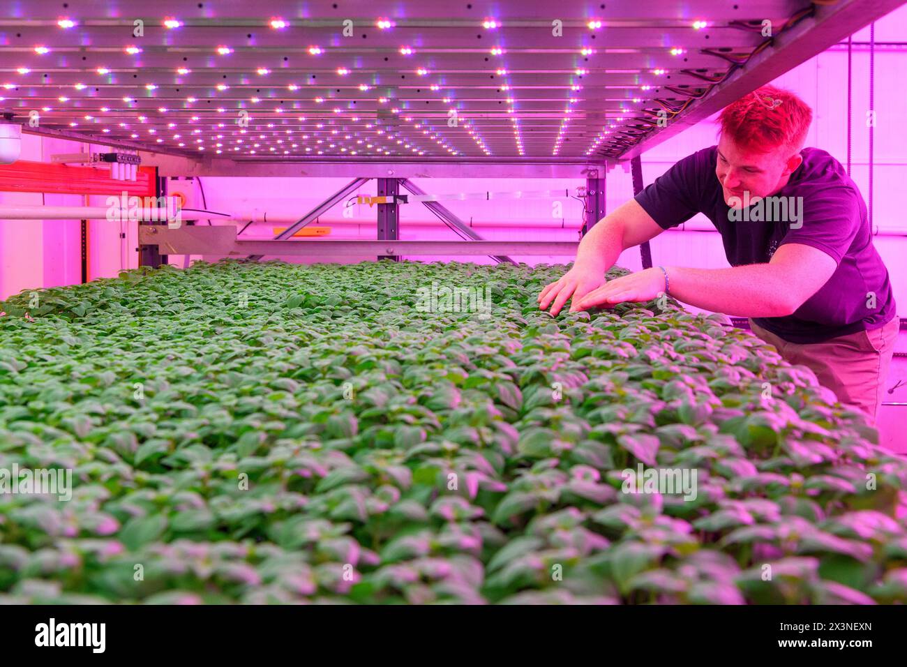 James Hutton Institute Vertical indoor farm Hydroponic groth Room Inteligent groth Solutions Food Foto Stock