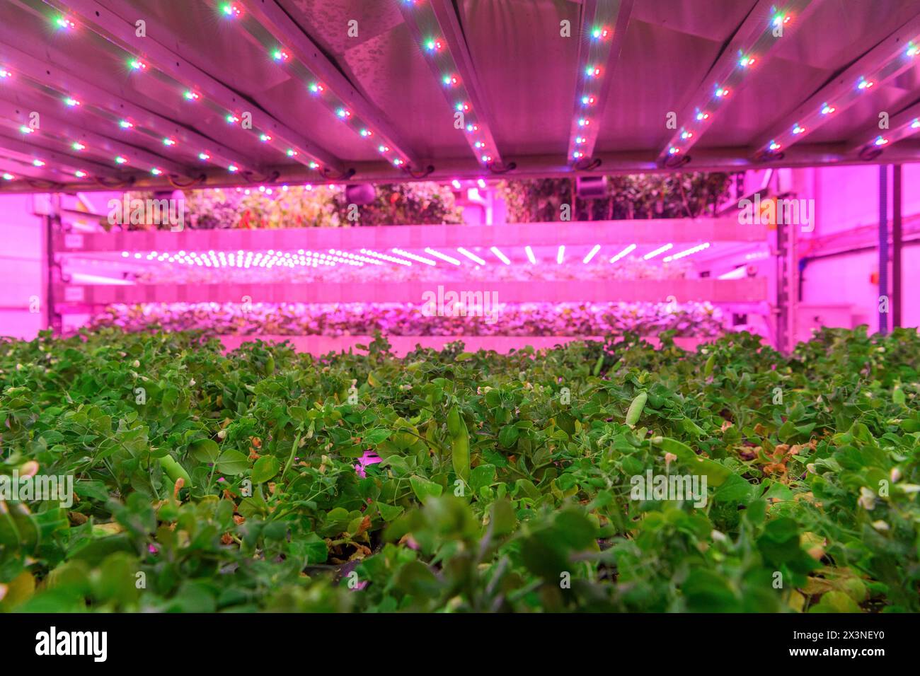 James Hutton Institute Vertical indoor farm Hydroponic groth Room Inteligent groth Solutions Food Foto Stock