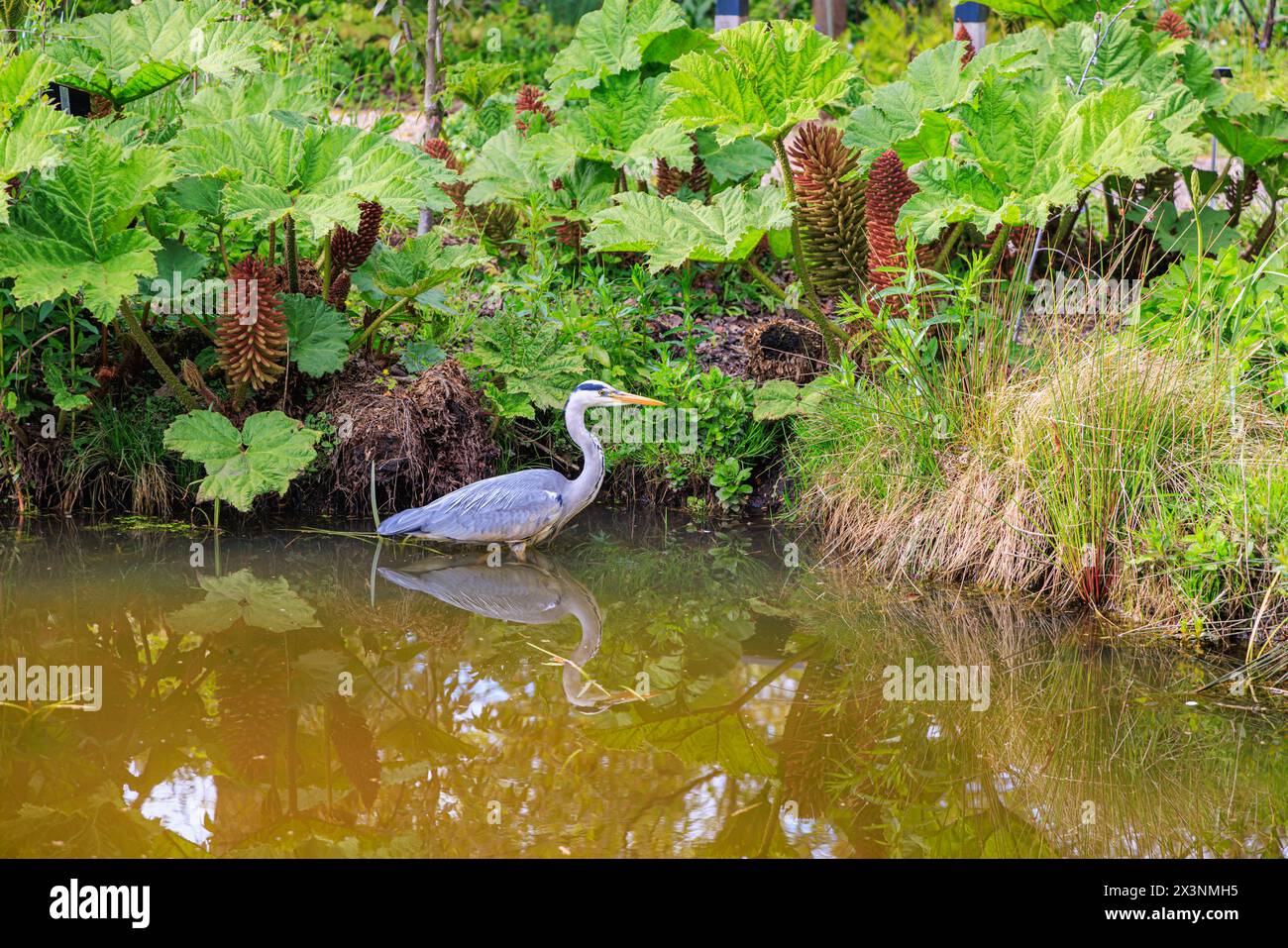 A Grey Heron, Ardea cinerea, in piedi in uno stagno di rabarbaro gigante brasiliano, Gunnera manicata, RHS Garden Wisley, Surrey, Inghilterra sud-orientale in primavera Foto Stock