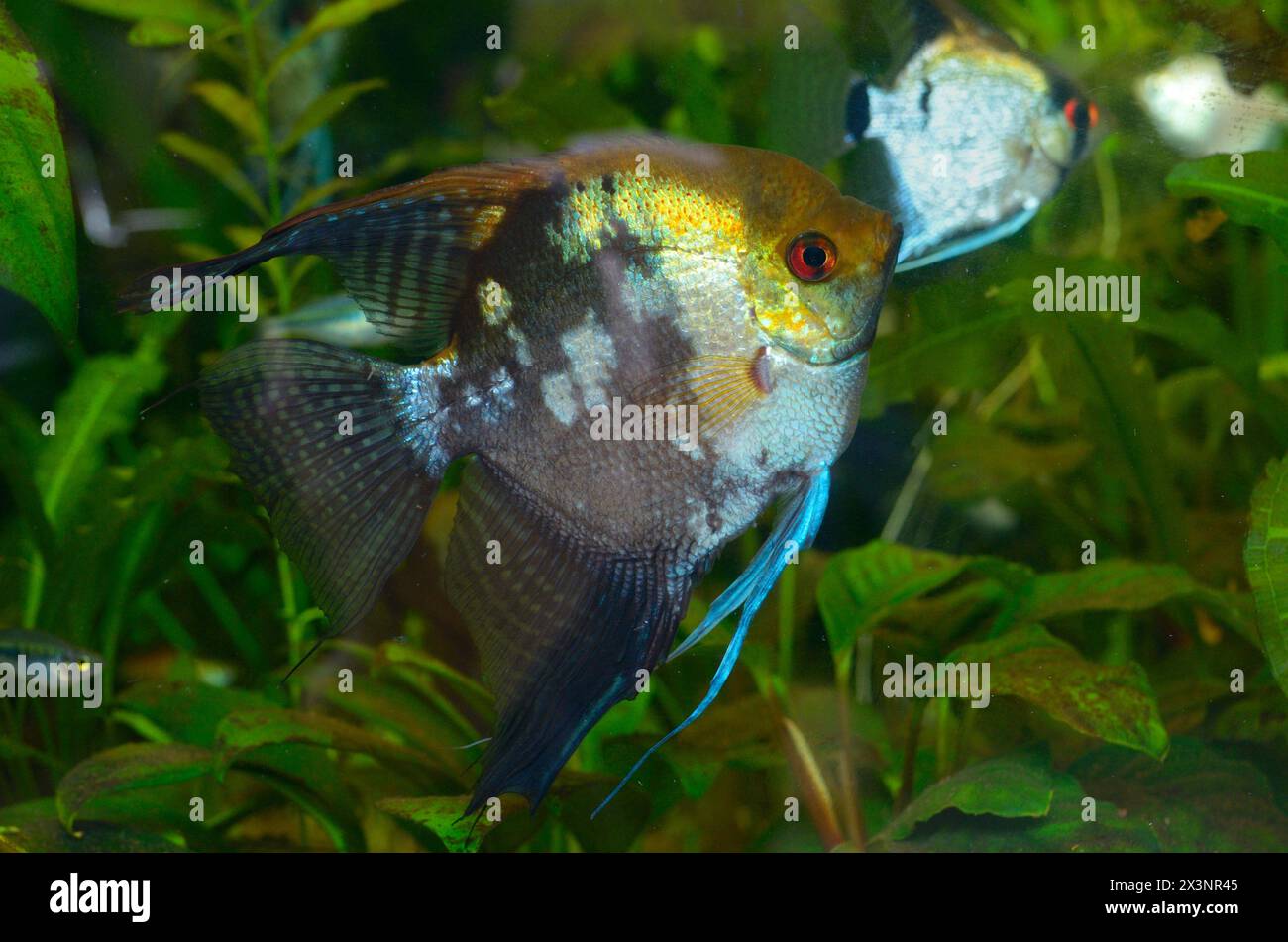 Accarezza i pesci dai colori vivaci Pterophyllum scalare, pesci angelo o pesci angelo d'acqua dolce, nuotando nell'acquario. Foto Stock