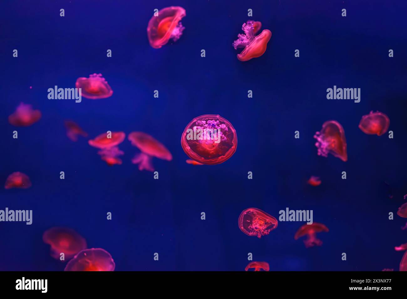 Meduse mediterranee, Cotylorhiza tuberculata o meduse d'uovo fritte che nuotano nell'acquario con illuminazione rossa della luce al neon. Organismo acquatico, AN Foto Stock