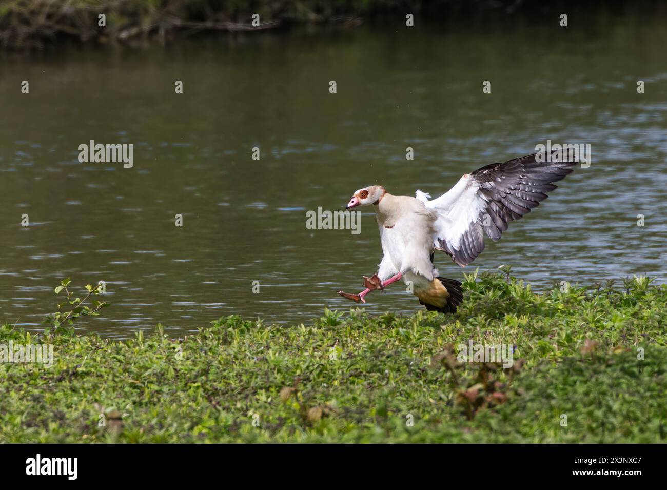 Oca egiziana che fa un atterraggio con ali e piedi allungati mentre atterra su un'area di vegetazione erbosa con lo stagno sullo sfondo Foto Stock