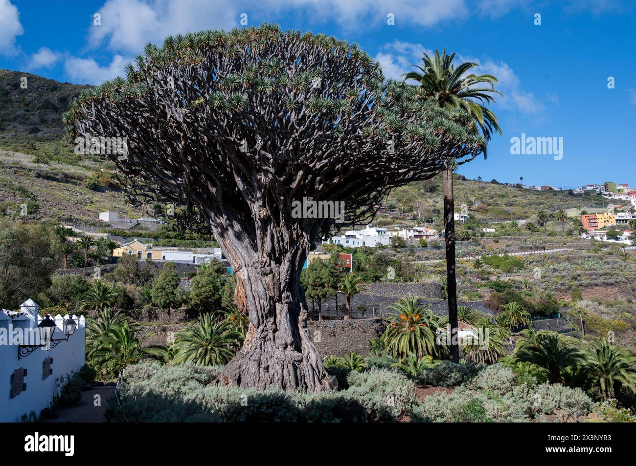 Albero del Drago da Icod De Los Vinos a Tenerife. È alta oltre 16 m e estende la sua corona in senso lato nel cielo. Foto Stock