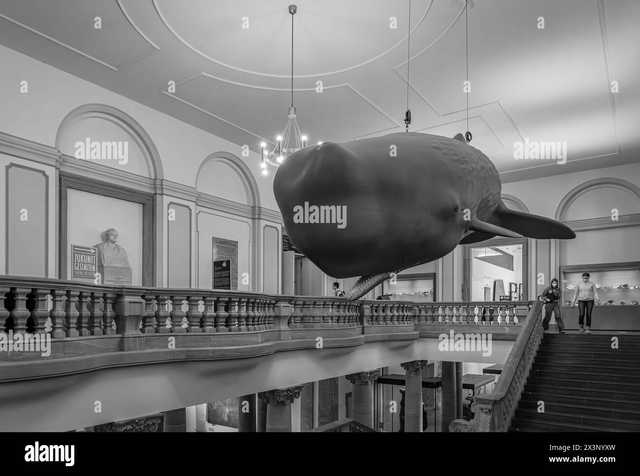 Modello di balene nel Museo naturale di Senckenberg, Francoforte, Germania Foto Stock