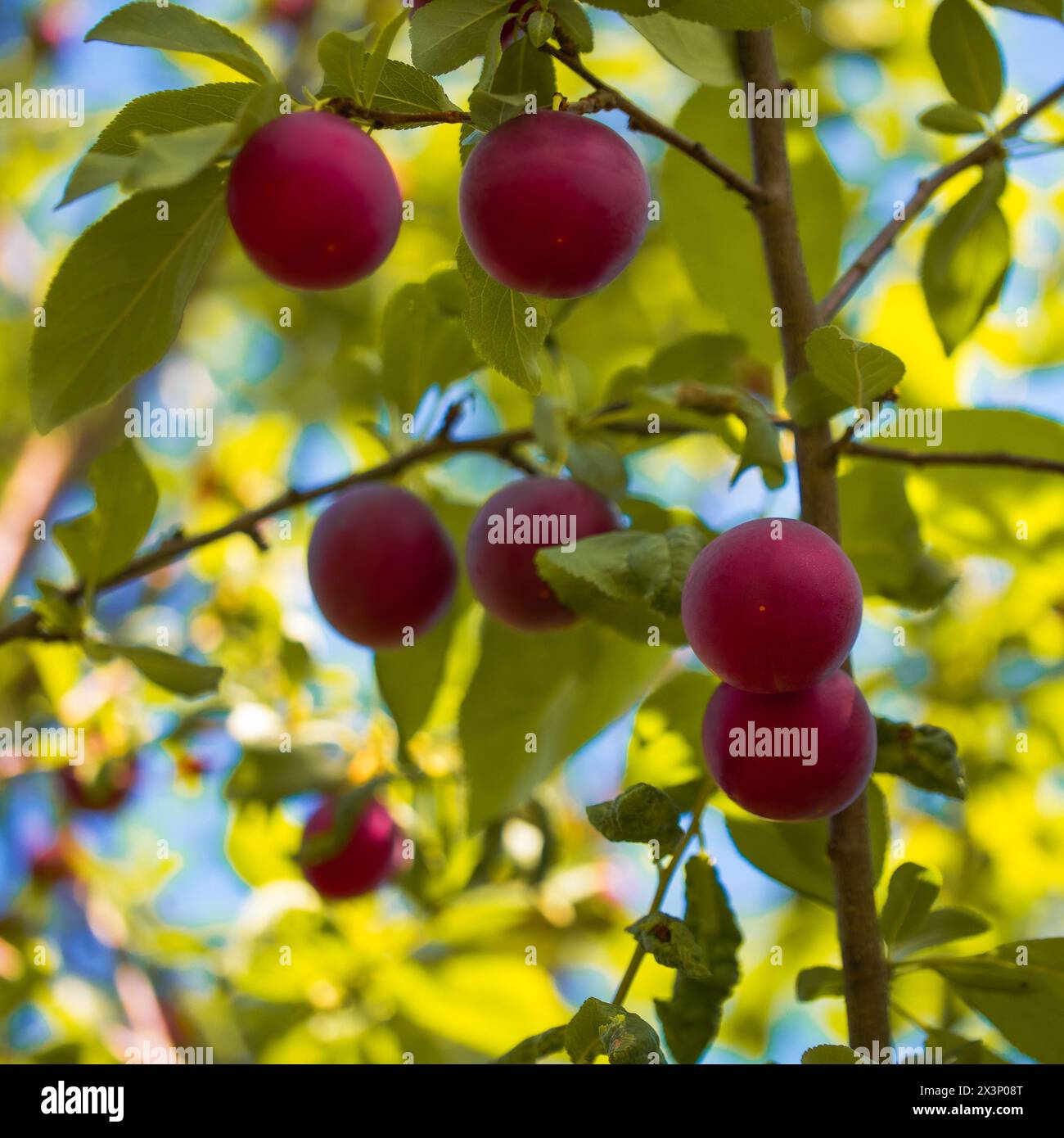 Un vivace spettacolo di prugne fresche in mezzo al verde. Ideale per riviste da giardino, mostre di arte culinaria o progetti visivi a tema naturale. Foto Stock